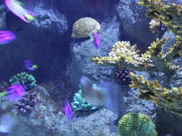 Sump systems help to declutter your reef aquarium while protecting the fish and other aquatic lifeforms living in it.