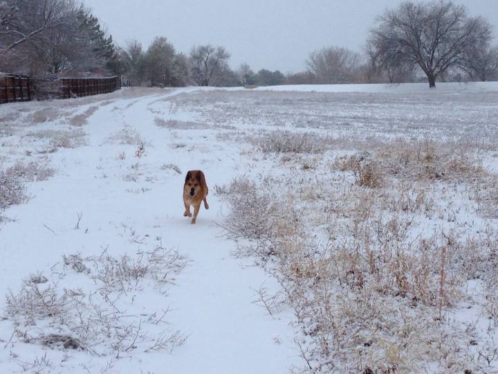 Howie the dog in the snow.  Grand Junction, Co